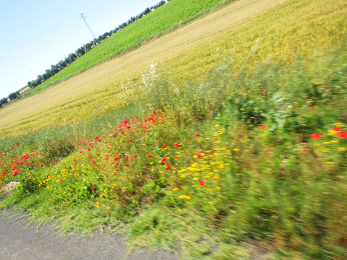 Poppies and Daisies.